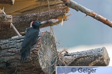 IMG_3563_edited-1.jpg