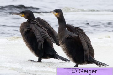IMG_6001.jpg