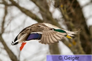 IMG_6386-1.jpg