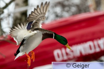 IMG_6422-13.jpg