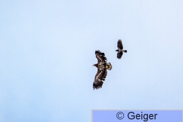 IMG_8003-57.jpg
