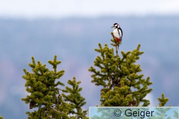 IMG_8766-1.jpg