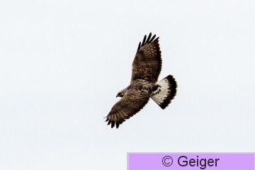 IMG_8826-17.jpg