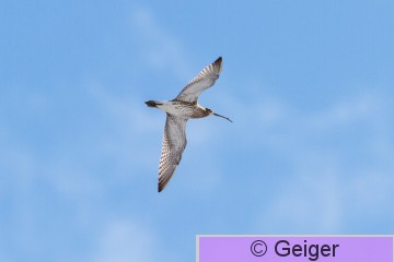 IMG_8935-21.jpg