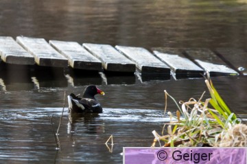 IMG_8984-3.jpg