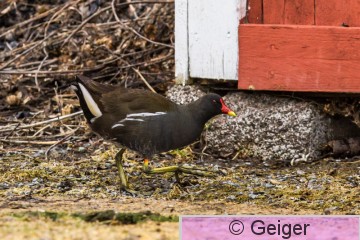 IMG_9074-13.jpg