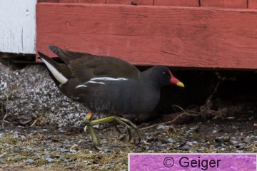IMG_9080-17.jpg
