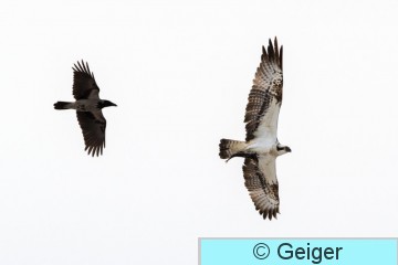 IMG_9160-32.jpg