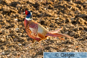 IMG_9563-14.jpg