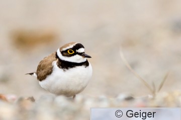 IMG_9788-32.jpg