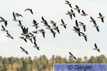 IMG_9957-7.jpg