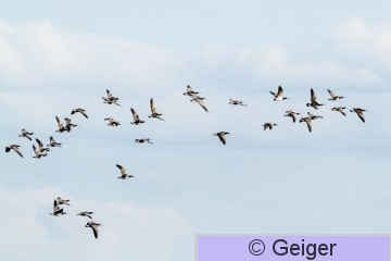 IMG_9970-9.jpg