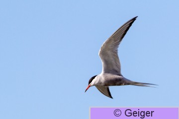 IMG_0132-35.jpg
