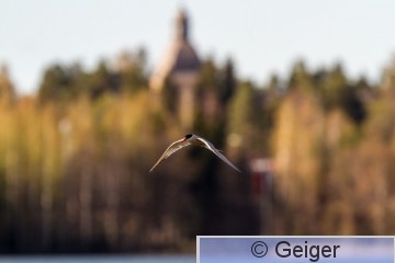 IMG_0453-80.jpg