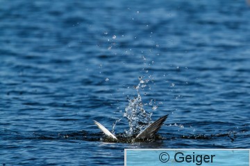 IMG_0509-84.jpg