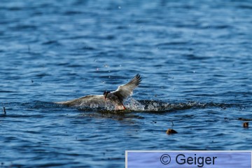 IMG_0511-85.jpg