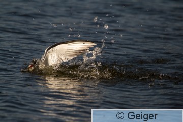 IMG_0563-92.jpg