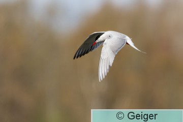 IMG_0830-2.jpg