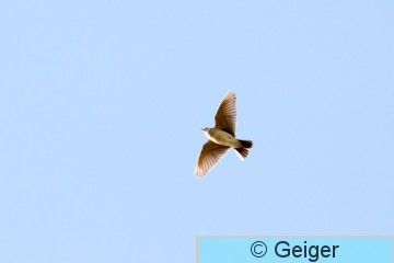 IMG_0968-13.jpg