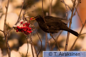 IMG_7486.jpg