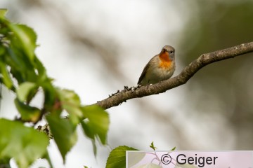 IMG_1486.jpg