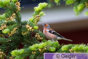 IMG_1601.jpg