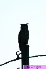IMG_1795.jpg