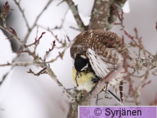 IMG_1267_2_2.JPG
