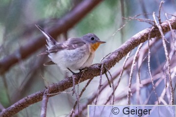 IMG_2037.jpg