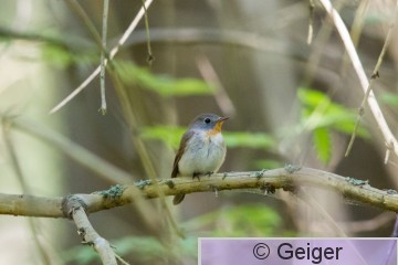 IMG_2078.jpg