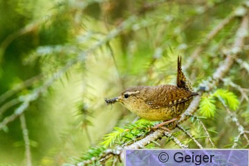IMG_2275.jpg