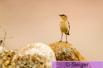 IMG_2813.jpg