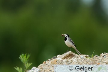 IMG_2821.jpg