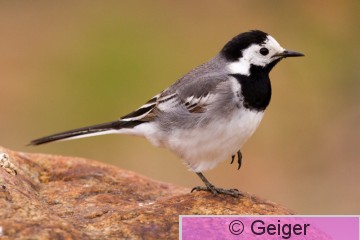 IMG_2846.jpg