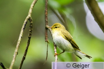 IMG_2917.jpg