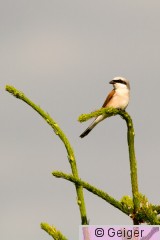 IMG_3319.jpg