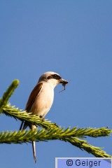 IMG_3431.jpg