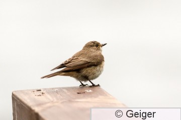 IMG_3649.jpg