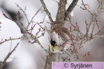 IMG_1338_2_2.JPG