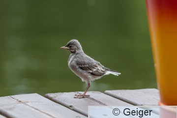 IMG_4415.jpg