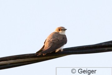IMG_5377.jpg