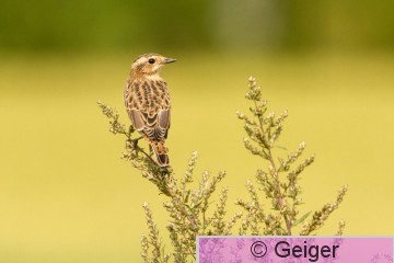 IMG_5469.jpg