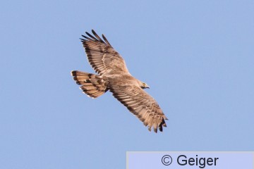 IMG_5579.jpg
