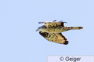 IMG_5627.jpg