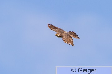 IMG_5696.jpg
