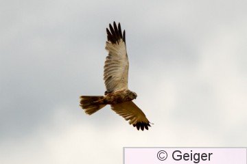 IMG_6133.jpg