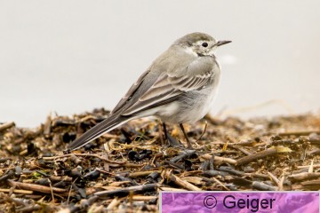 IMG_6529.jpg