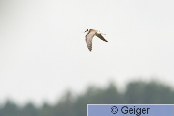IMG_6741.jpg