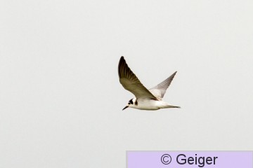 IMG_6746.jpg