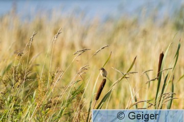 IMG_8915.jpg